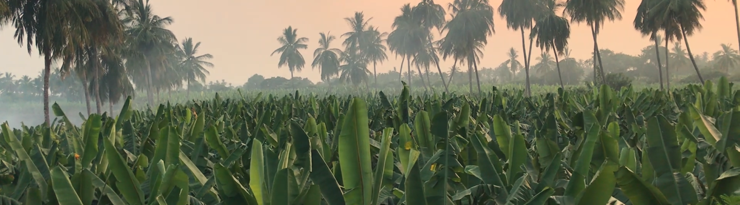 A field of green plants. Palm-like trees can be seen among the fog in the background.