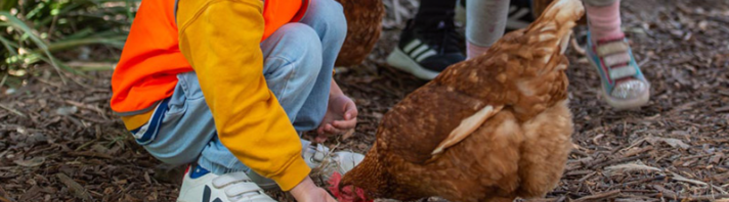 Small children feed chickens