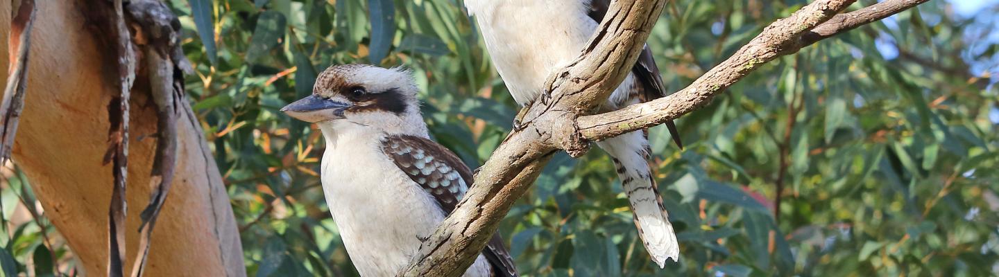 Two kookaburras perch on the branch of a large gum tree