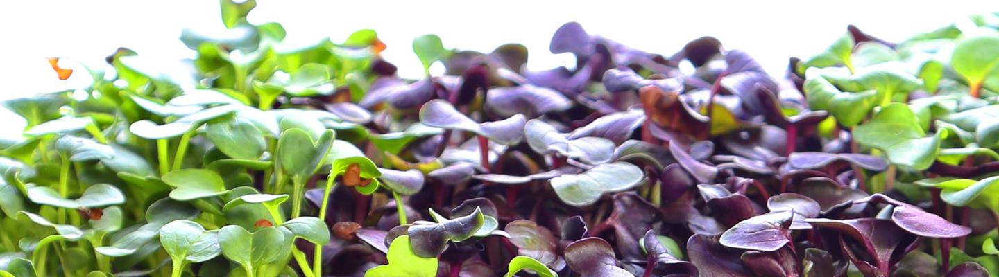 green and purple microgreen sprouts on a white background