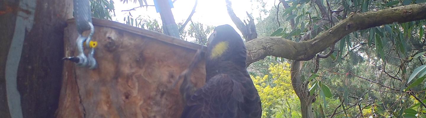 Black cockatoo climbing on a bag attached to a tree
