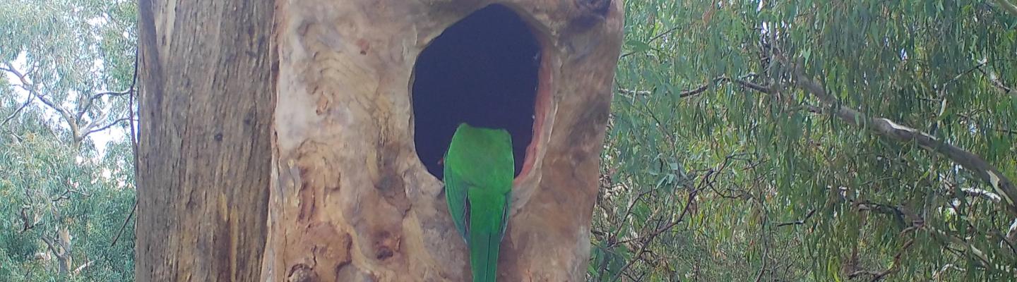 a king parrot's emerald tail feathers can be glimpsed in a tree hollow