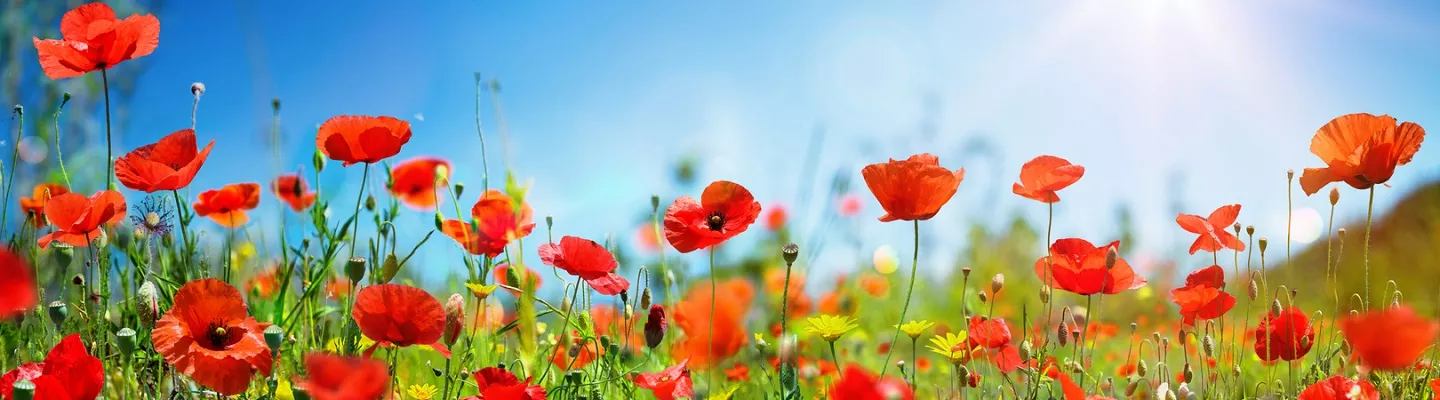 Bright red poppies in front of a blue sky