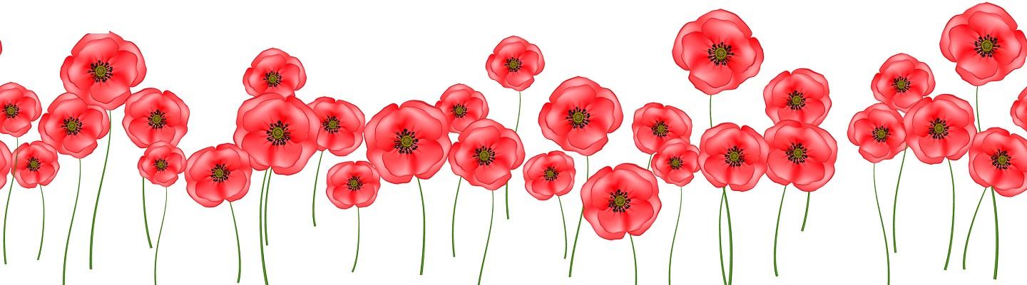 Drawings of red poppies on a white background