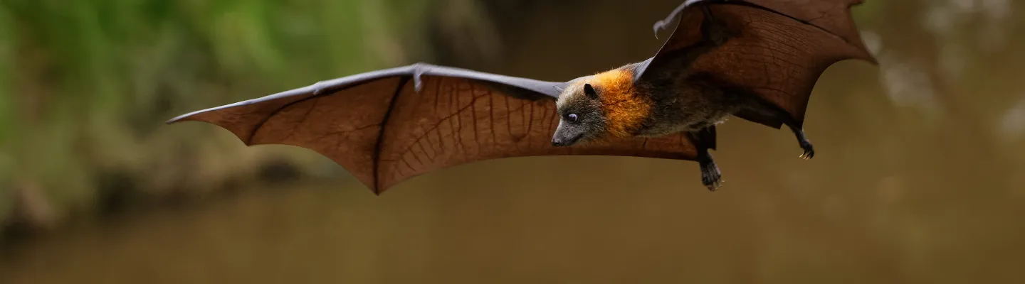Flying Fox over Yarra River