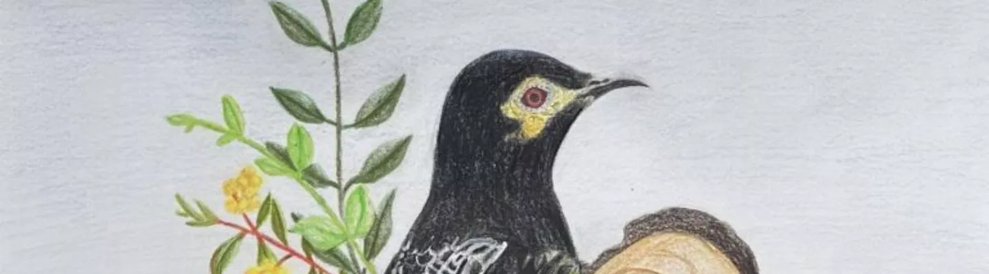 image of pencil illustration of regent honeater by a branch