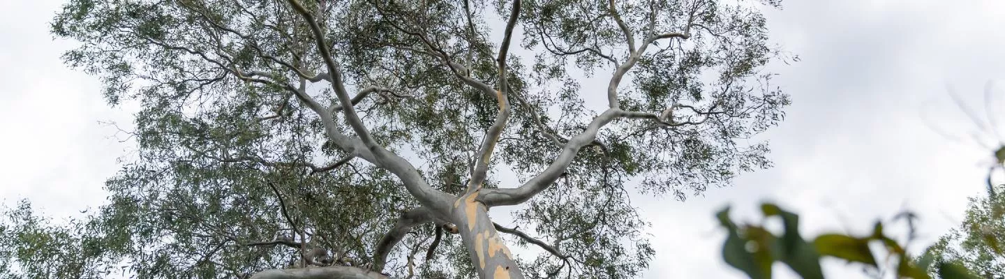 Tall tree with a cloudy sky background