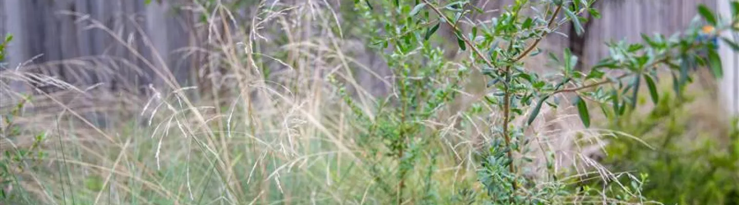 A garden planted with native grasses in flower