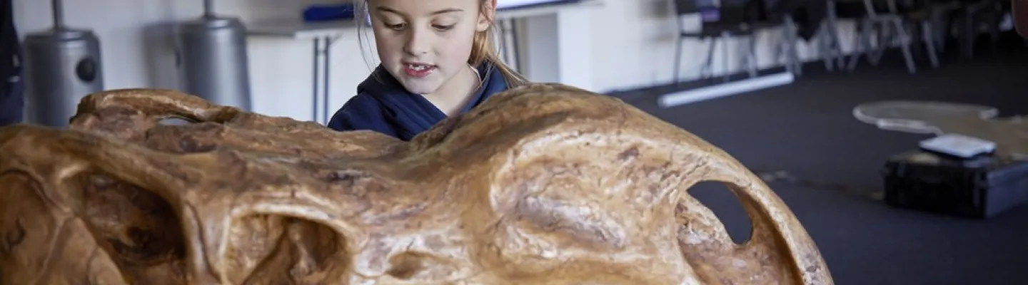 A young girl is standing behind a fossil head of a large dinosaur