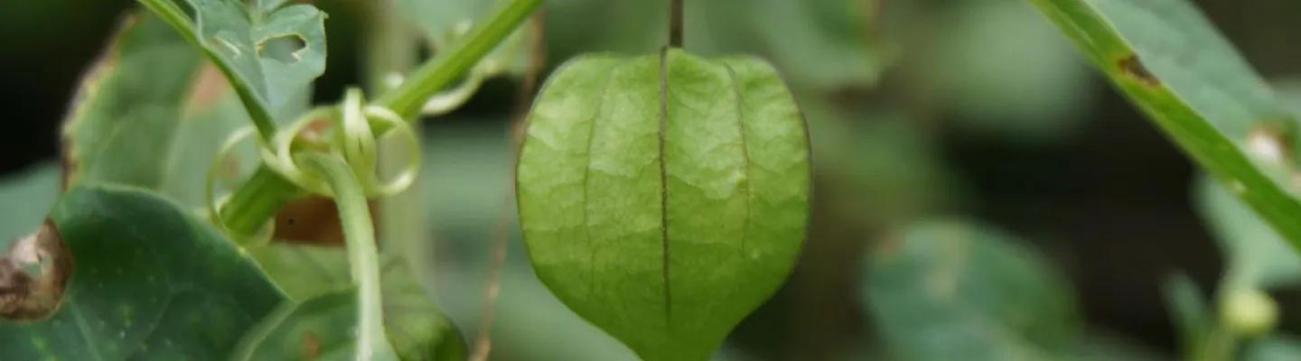 Close up of green plant leaves.