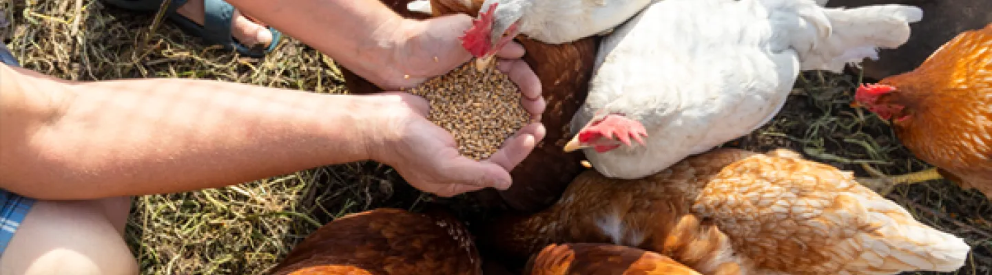 Hens eating feed from hands.