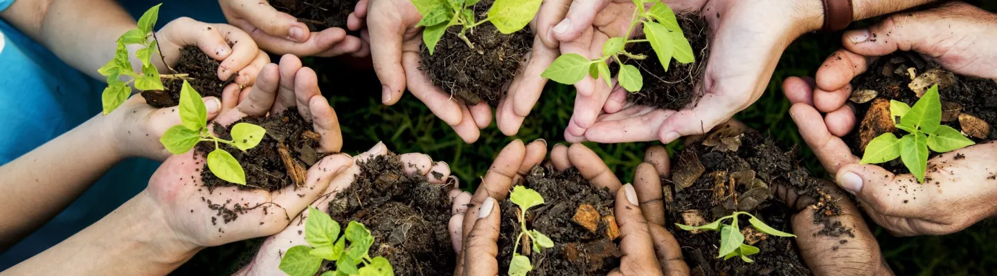 Hands holding soil and plants.