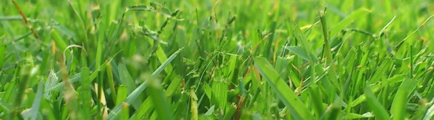 Close up view of grass