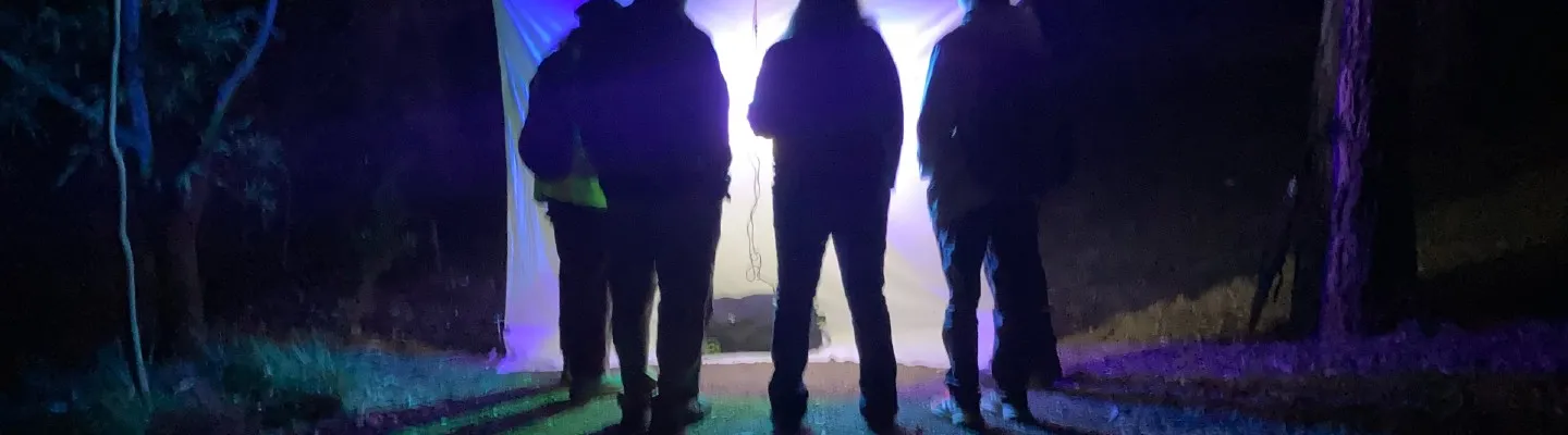 People looking at moths on a white sheet strung up between 2 trees in the dark