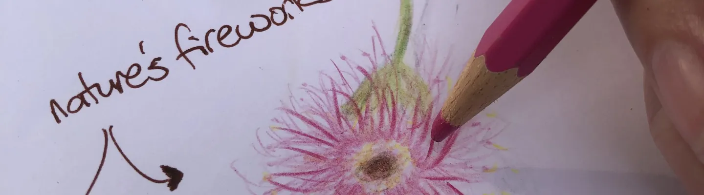 Person holding pink pencil over image of pink drawn flower