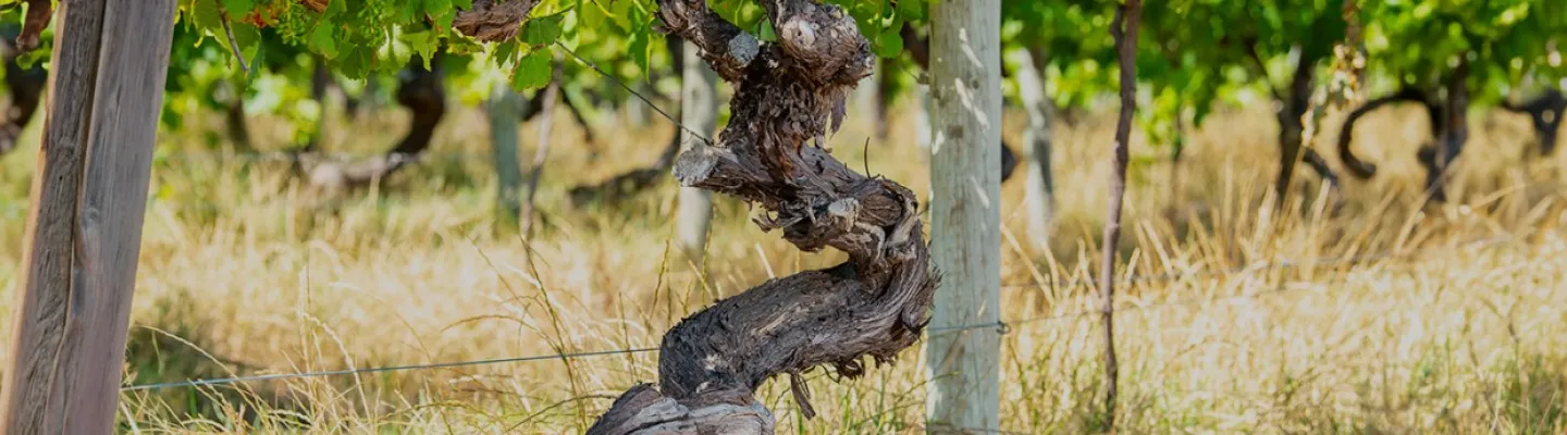 A gnarled grapevine