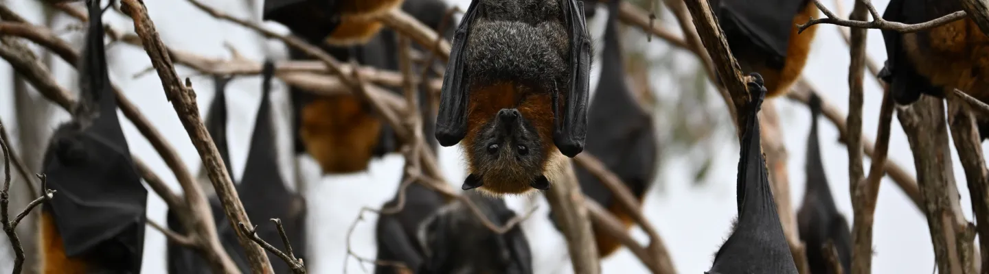 Flying foxes hanging from bare tree branches during the day.