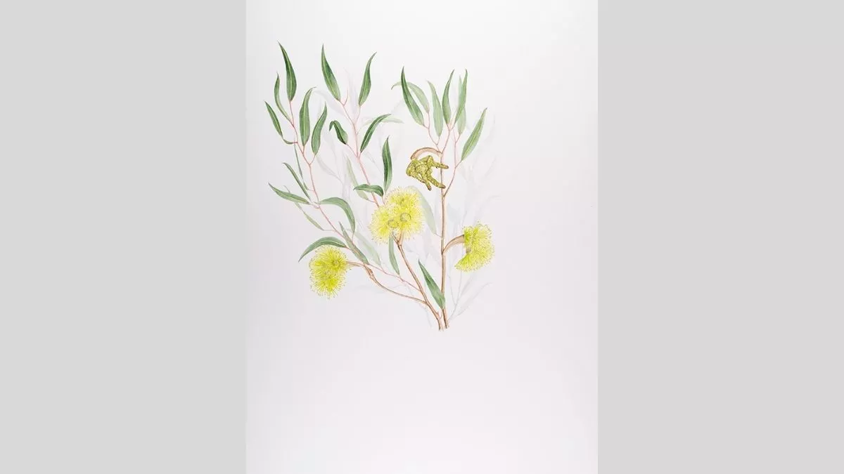 Watercolour painting of Warty Yate (eucalyptus megacornuta) with leaves and flowers.