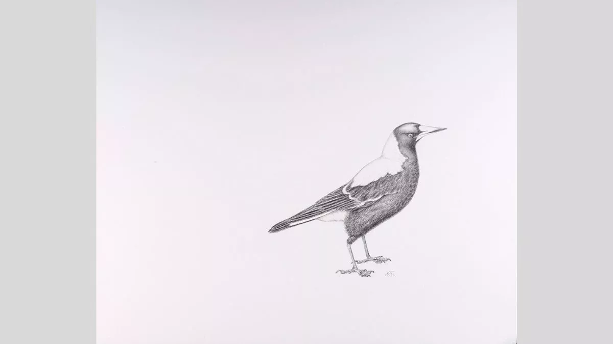 Pencil drawing of a Magpie.