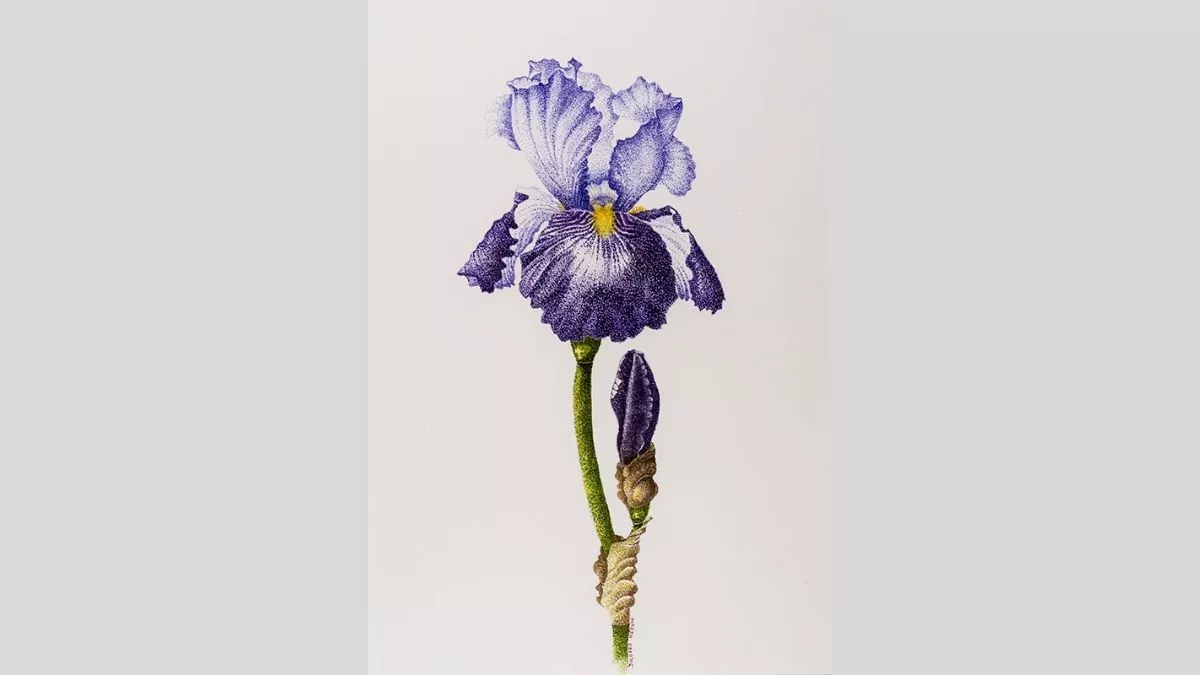 Watercolour painting of an iris.