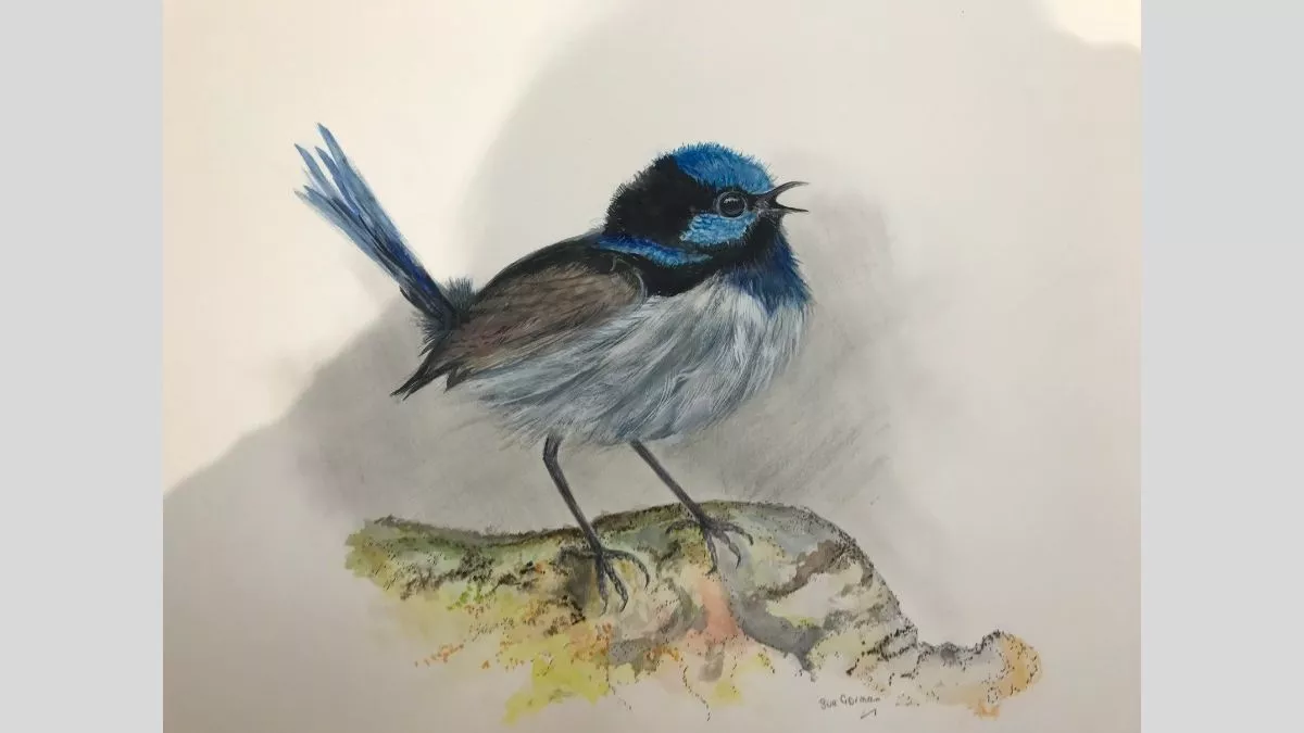 Watercolour painting of a blue wren standing on a rock.