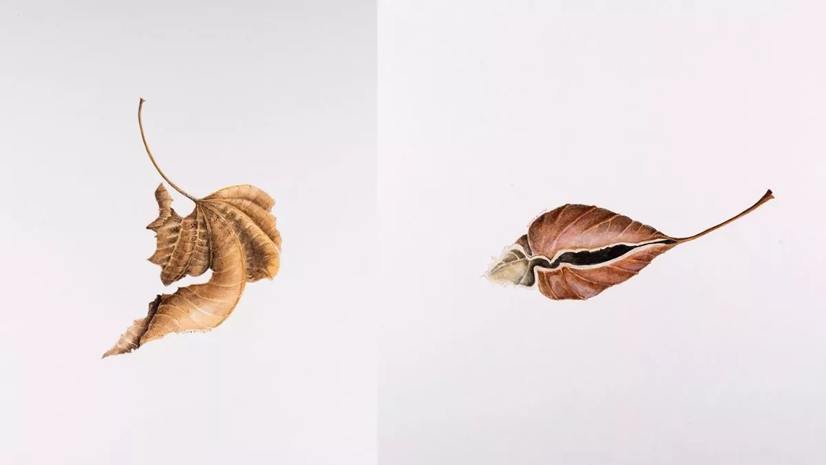 Watercolour painting of curled up autumn leaves.