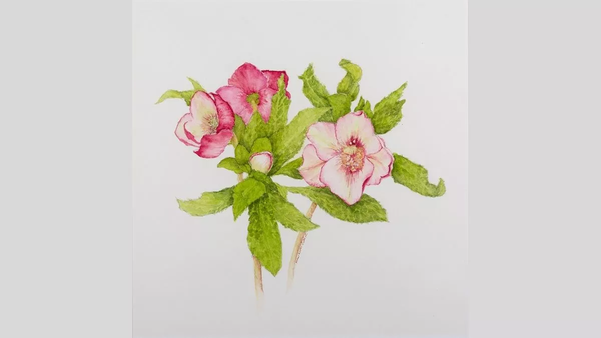 Watercolour painting of hellabores coming into bloom.