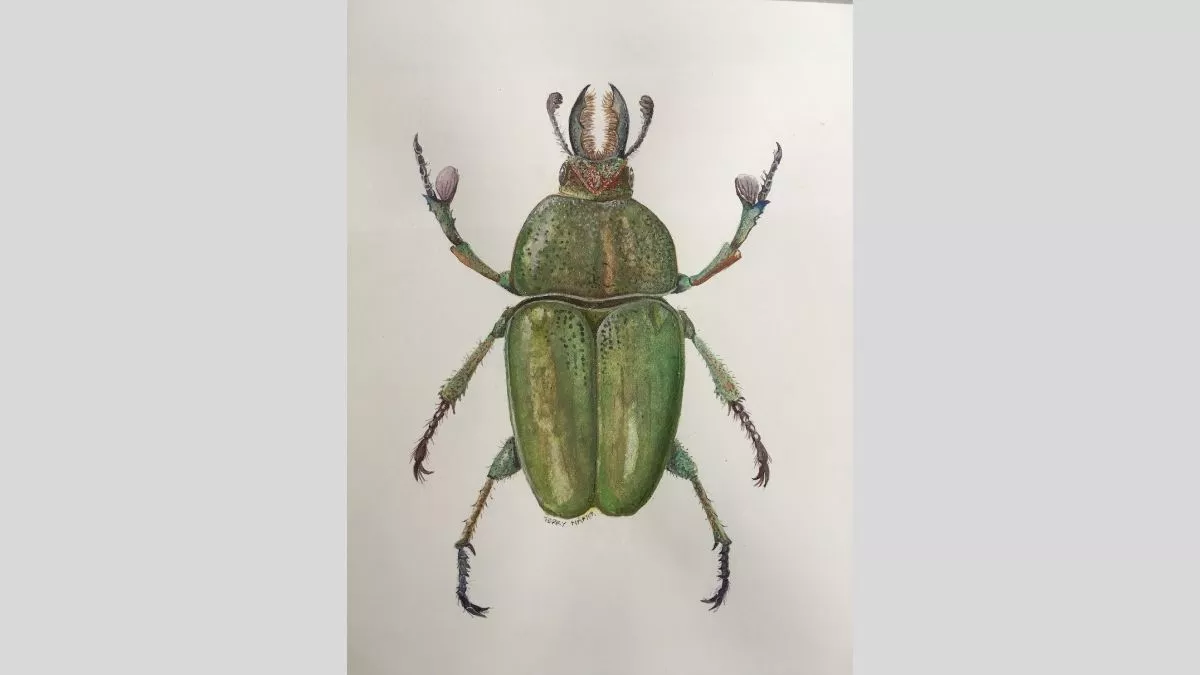 Watercolour painting of a green and gold stag beetle.