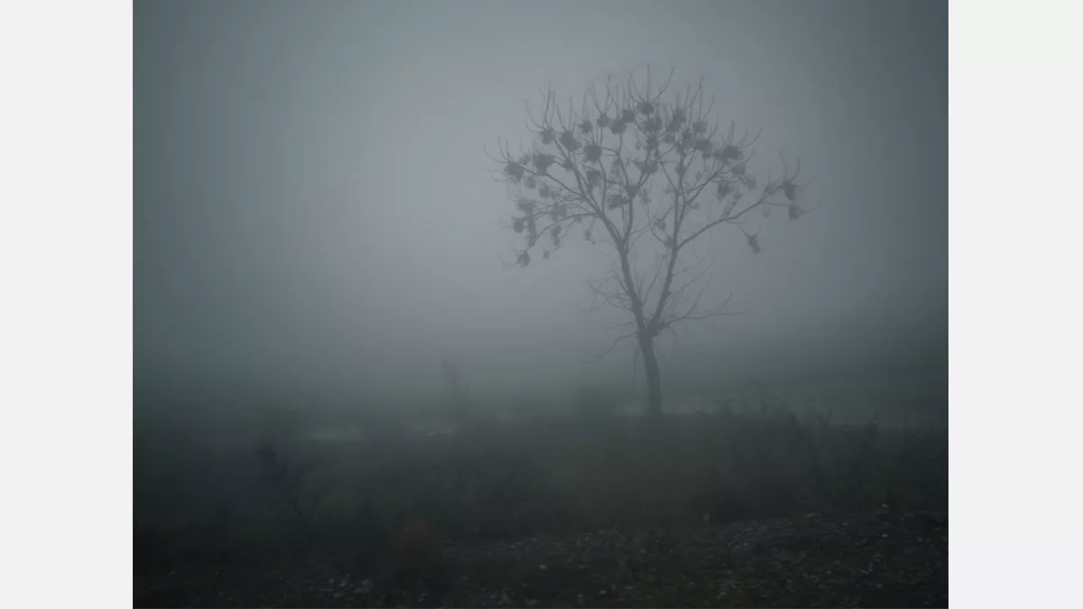 A mostly bare misty landscape with a single tree