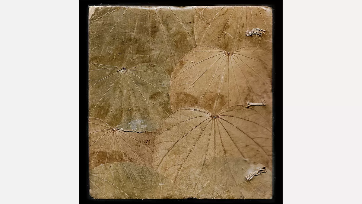 lotus leaves laid flat and overlapping