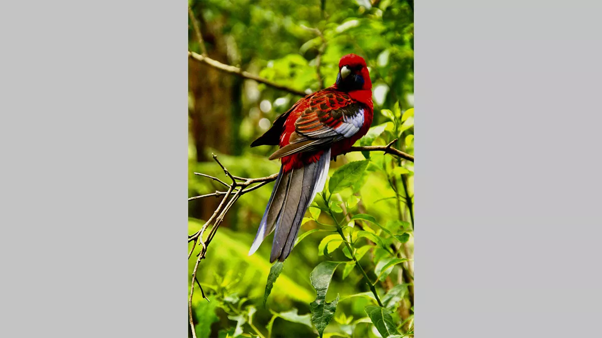 Photo by Mona Khosravi of a red, black and blue rainbow lorikeet sitting on a branch in foliage