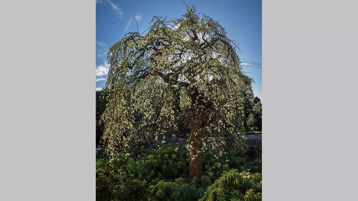 Photo by Ian Spence of a large elm tree on a sunny day covered in bright yellow flowers