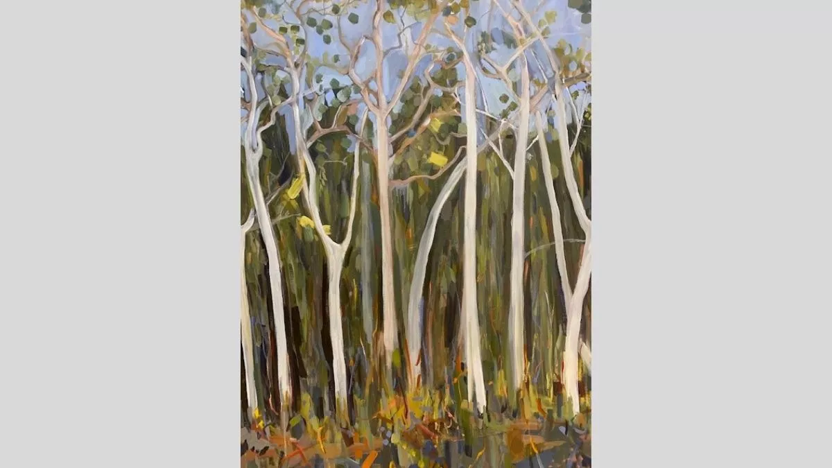 A forest of tall trees with white trunks and thin green foliage