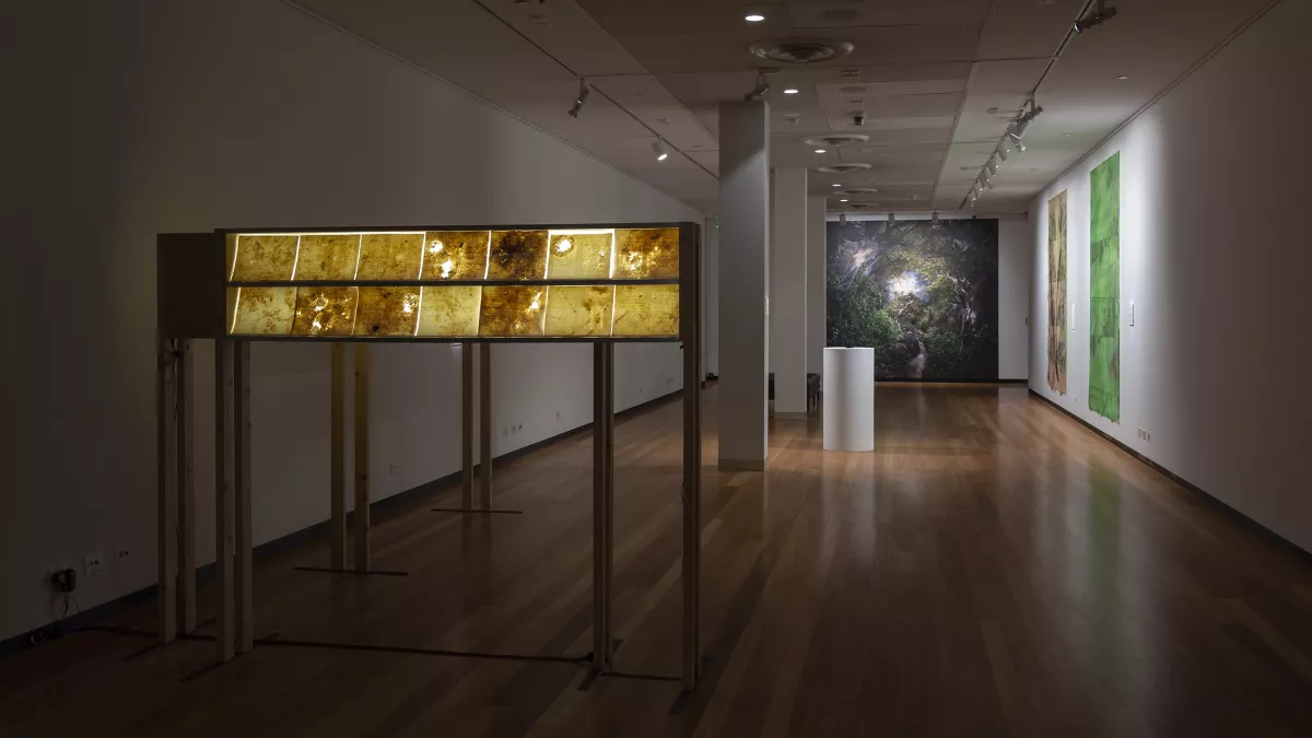 The exhibition space for Above the Canopy, showing a large gallery room with some stands with lighting behind paper artworks and artworks along the walls in the background