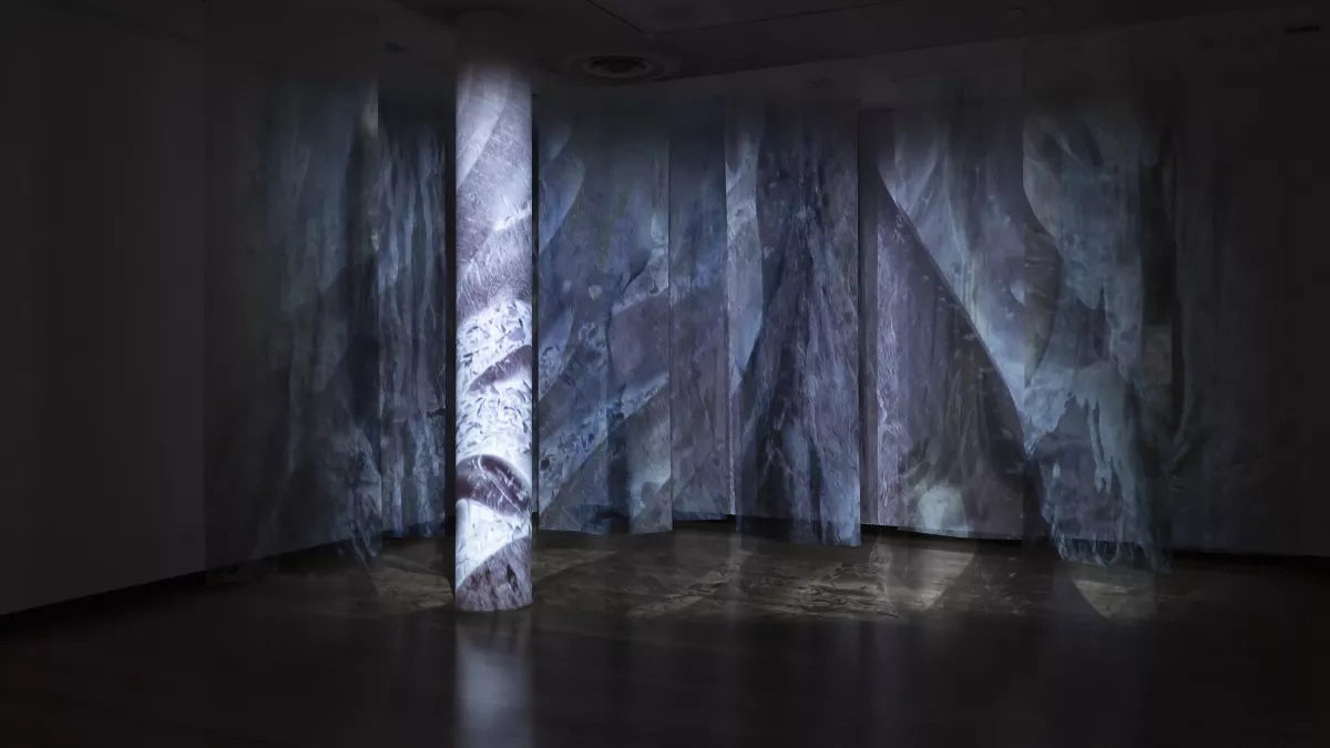 The exhibition space for Above the Canopy, showing a large gallery room that is dark with an artwork of leaves projected onto the walls and floor