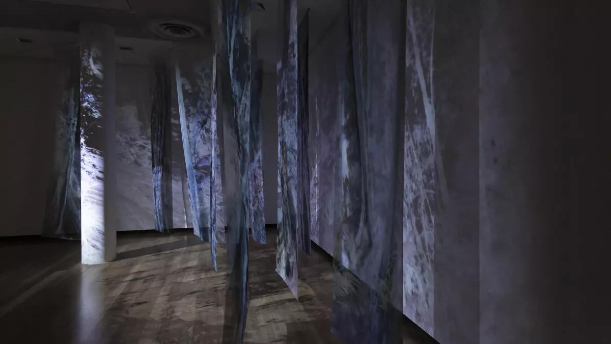 The exhibition space for Above the Canopy, showing a large gallery room that is dark with an artwork of leaves projected onto the walls, material sheets that are hanging from the ceiling, and floor