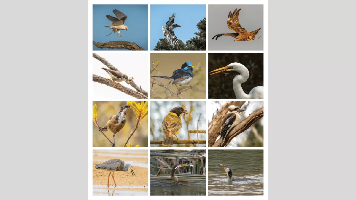 Grid of 12 photos of birds in profile