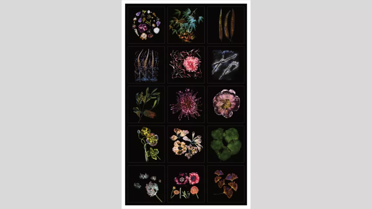 Still lives of flowers in luminescent jewel tones against a velvet black backdrop