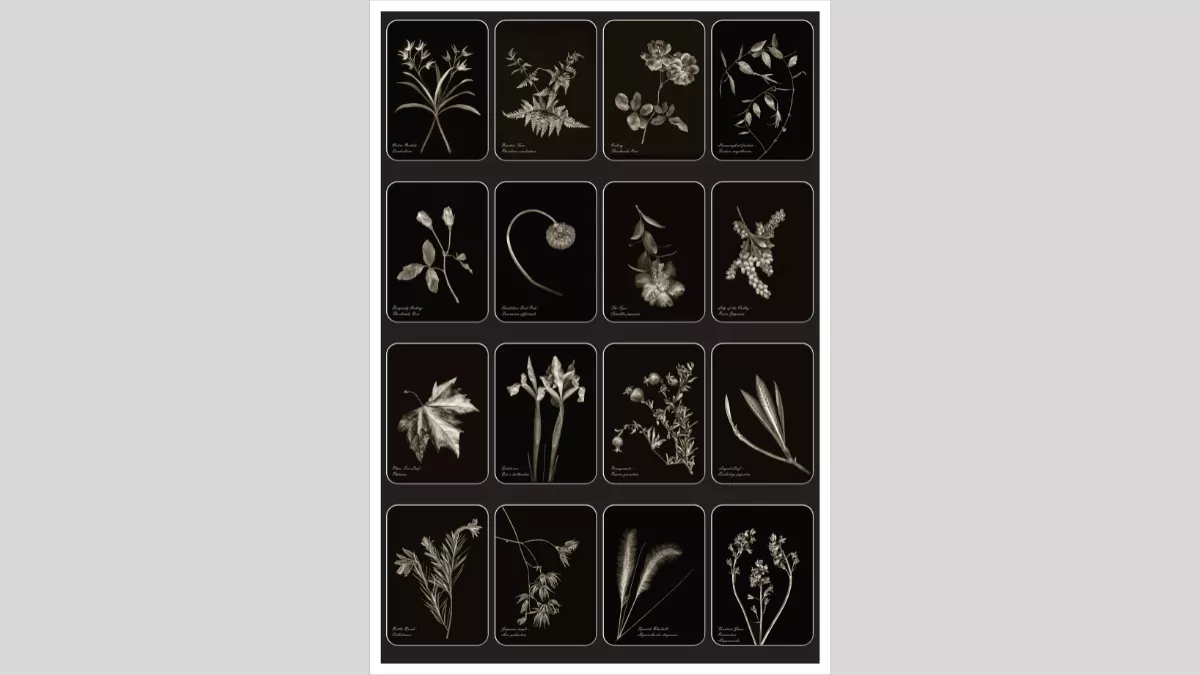 Silver portraits of plants and leaves against a black velvet backdrop