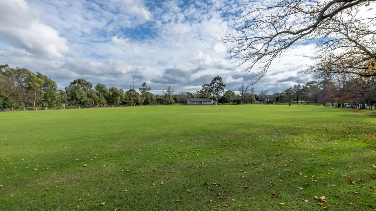Large area of lush grass with tall trees in the distance. There is a tree branch to the near top right.