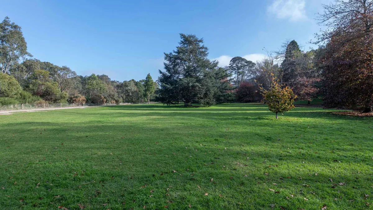Large grass area containing a small plant and two large trees, and a thick layer of trees around its edge. There is a fence and dirt path to the left and the grass is mostly covered in shadows.