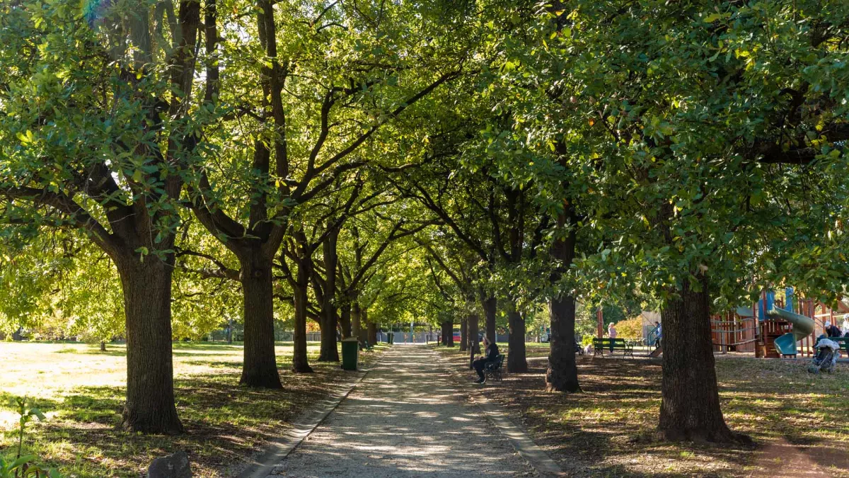 Straight dirt path with concrete gutters, lined by large mature trees on each side. There is sun-soaked grass to the left and a shaded playground to the right.