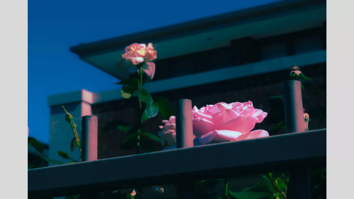 Close-up of tall pink rose and smaller pink rose behind a fence. Part of a house is visible in the background.