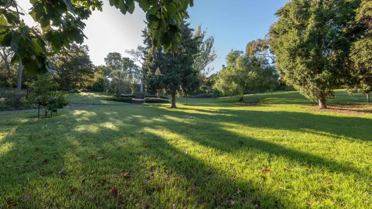 Grass area with some fallen leaves and several medium-sized trees casting large shadows. There is a small tree to the left and more trees in the distance.