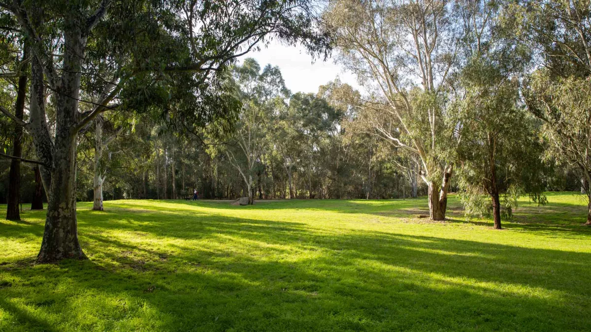 Large grass area with a thick line of mature trees in the distance. Several large trees in the foreground are casting shadows across the grass.