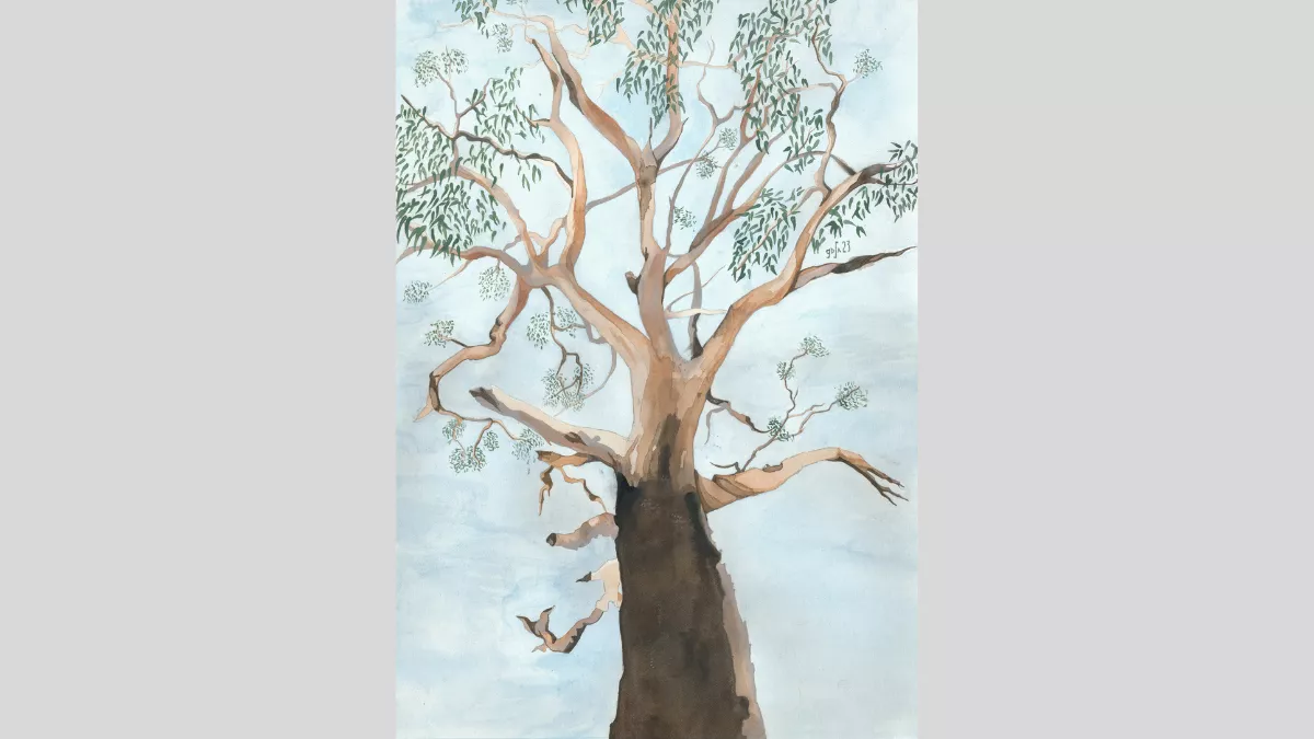 Watercolour painting of a tree. The perspective is from the ground looking up at the tree against a blue sky. The tree has green, sparse leaves, and the bark has peeled off towards the top half of the tree. The colour of the bark is varied shades of dark and light brown.