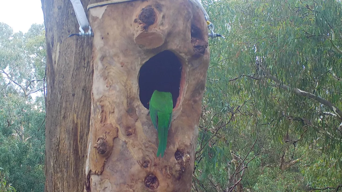 a king parrot's emerald tail feathers can be glimpsed in a tree hollow