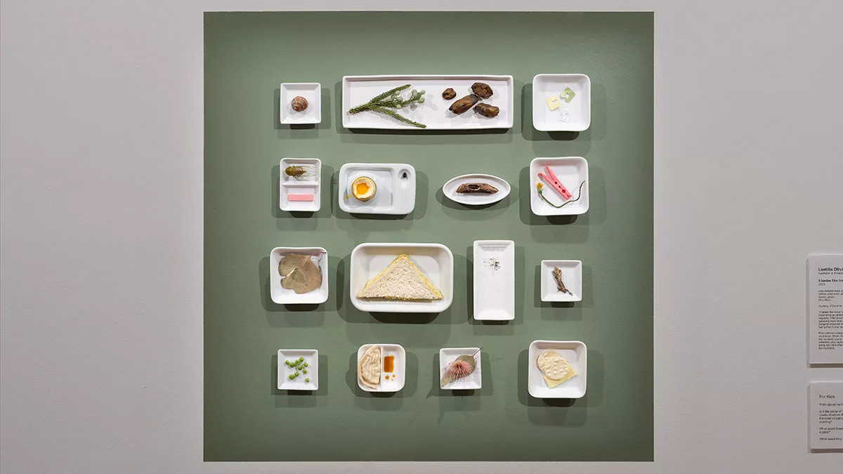 A variety of small white dishes are arranged on a green wall. The dishes contain a variety of objects, including food, plants and insects.