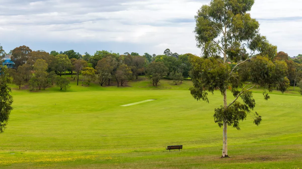 A green sports field with a single bench and a tall eucalyptus tree in the foreground. The sky is cloudy. A cricket pitch is in the middle of the field. 