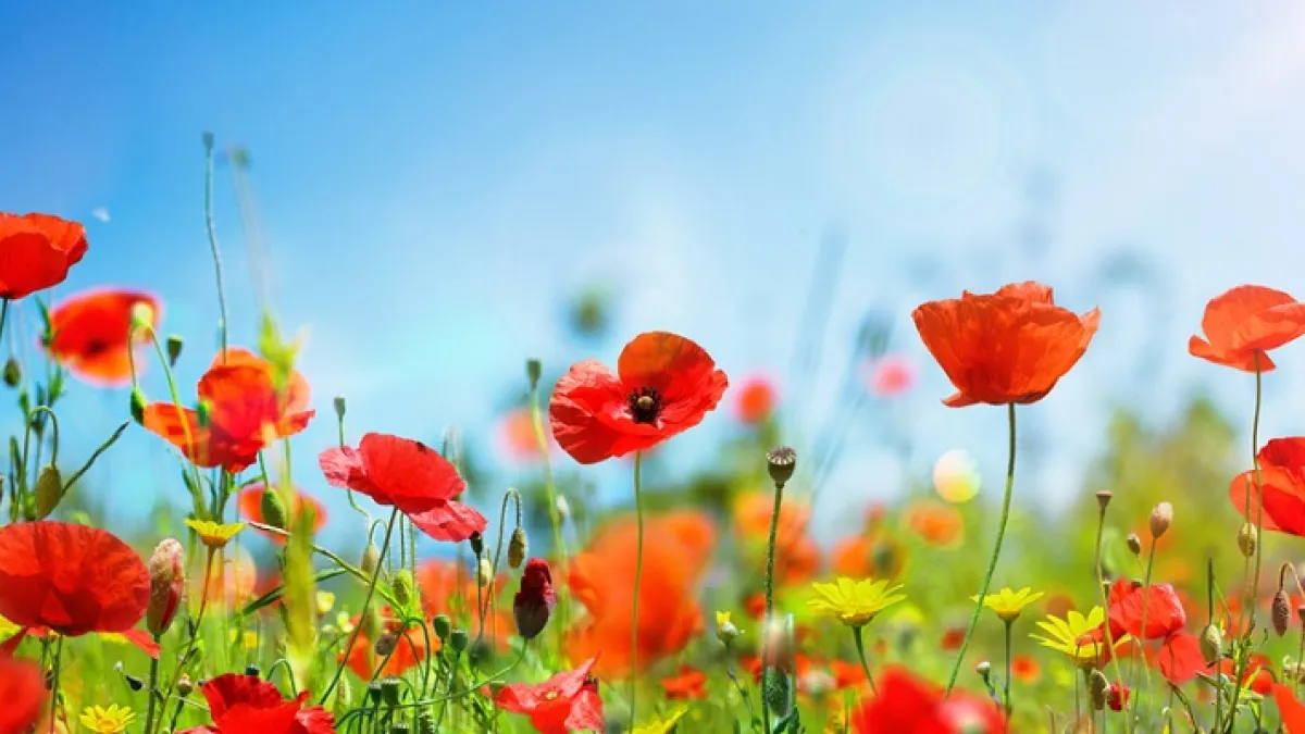Bright red poppies in front of a blue sky